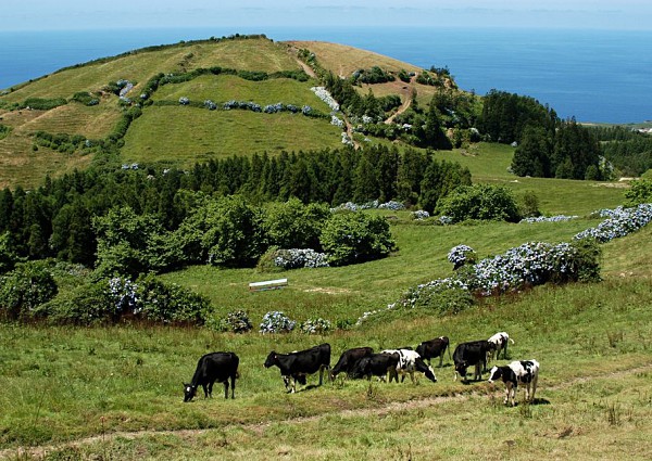 Landbouw op de Azoren